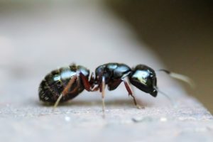 Carpenter ant control