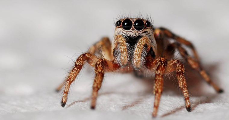 Get Effective Spider Treatment and Say Goodbye to Unwanted Guests