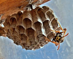 Umbrella wasp