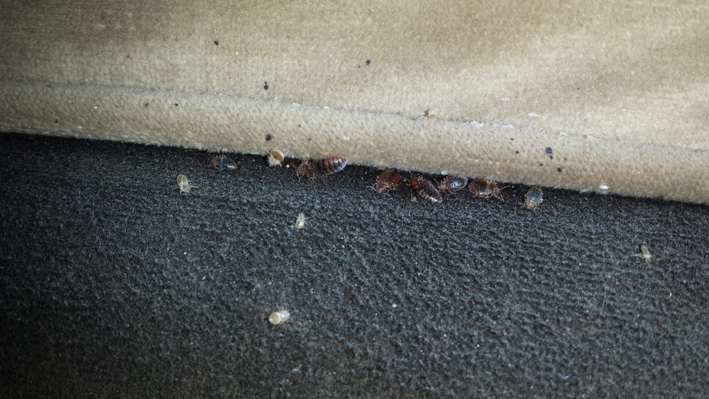 Bed bugs hiding in the seam of a couch