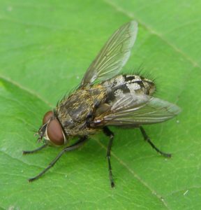 cluster flies