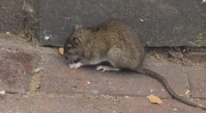 Norway Rat