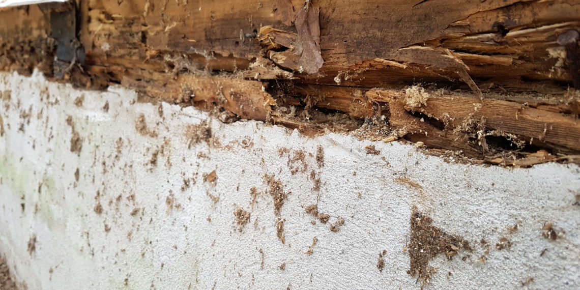 Carpenter ant damage