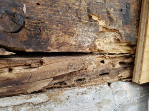 Carpenter ant damage