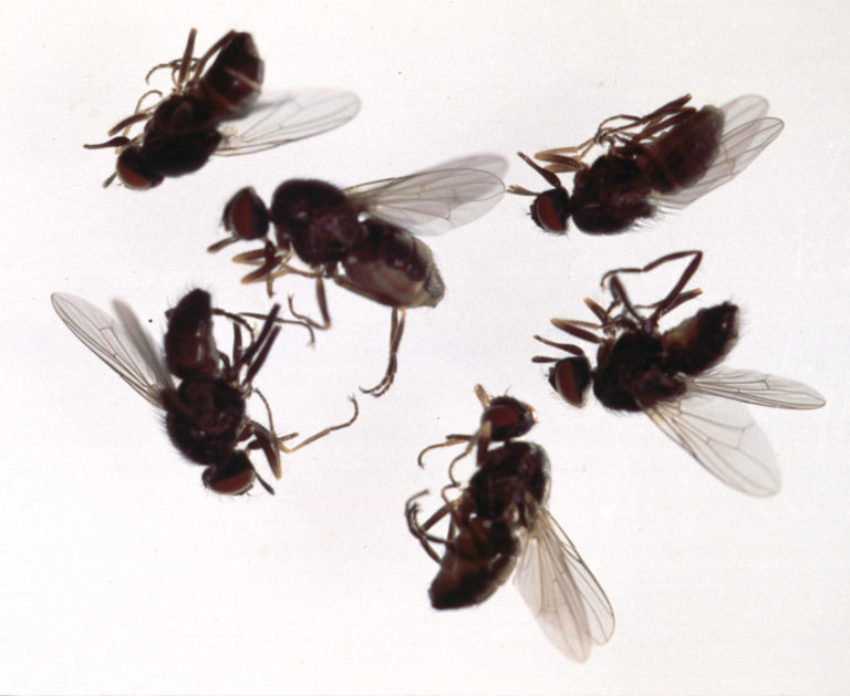 andy-s-pest-control-cluster-flies-peterborough-and-kawartha-lakes