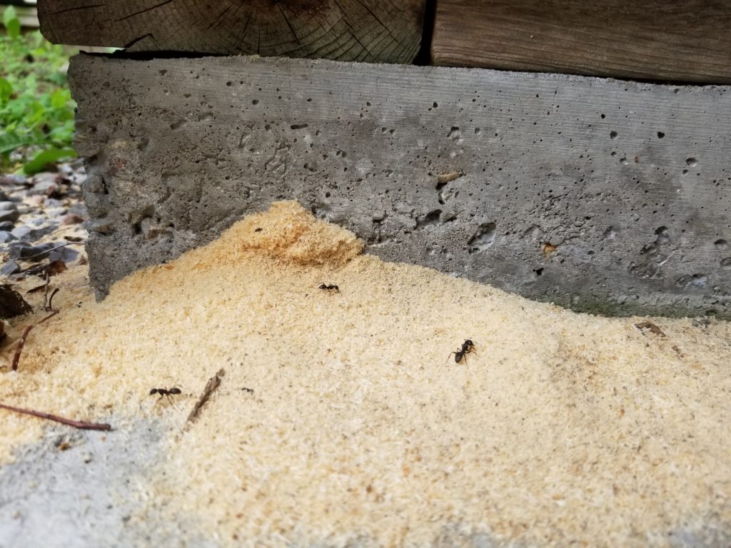 Carpenter Ants frass Andy's Pest control Peterborough and Kawarthas