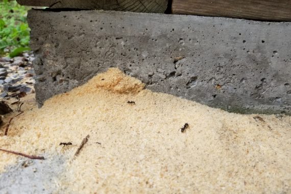 Frass from carpenter ants