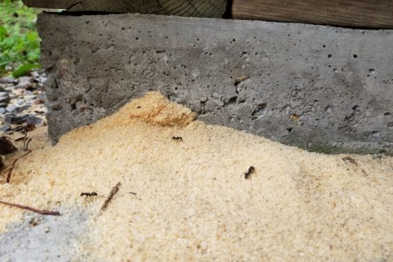 Frass from carpenter ants